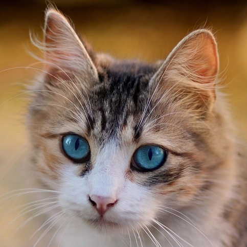 good cat