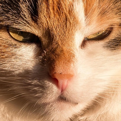 bad cat