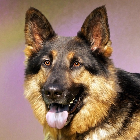 good dog